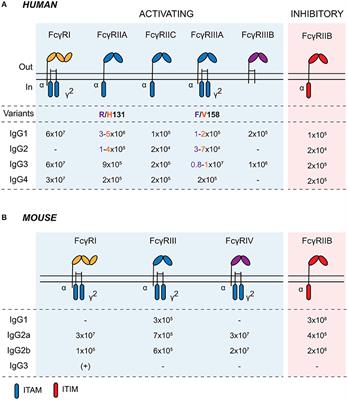 IgG and Fcγ Receptors in Intestinal Immunity and Inflammation